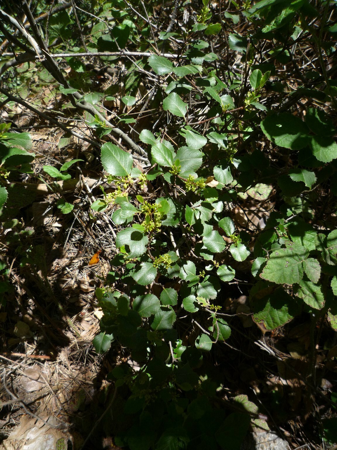 High Resolution Rhamnus ilicifolia Plant